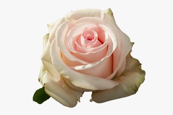 <h4>R Gr Novia Light Pink 50cm EC</h4>
