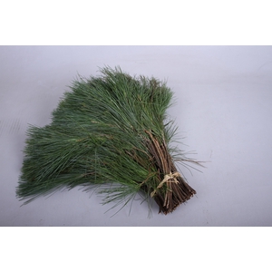 Pinus strobus (Per Stem)