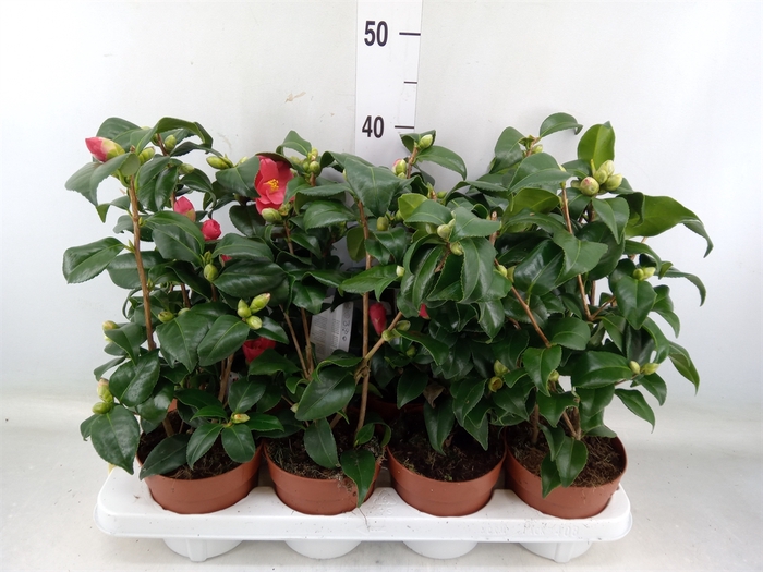 <h4>Camellia reticulata 'Mary Williams'</h4>