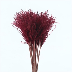 Dried Stipa Feather Bordeaux