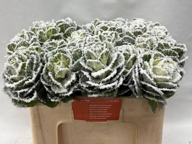 <h4>BRASS KLB H%</h4>