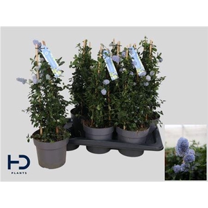 Cean Th Repens
