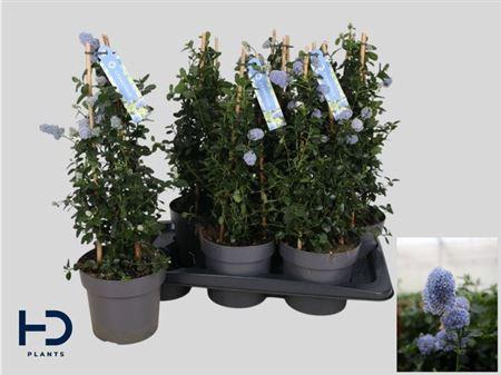 <h4>Cean Th Repens</h4>
