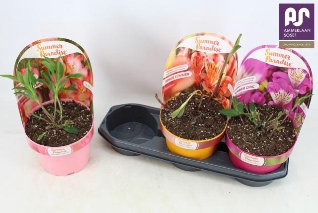 arr8 Alst Ov Mixtray