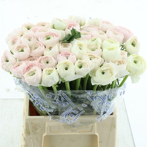 Ran Su Sr Hanoi Extra