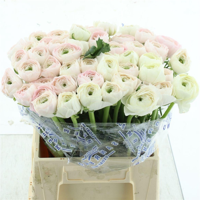 <h4>Ran Su Sr Hanoi Extra</h4>