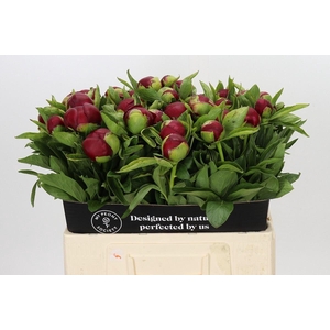 PAEONIA HYBR. 'RED CHARM'