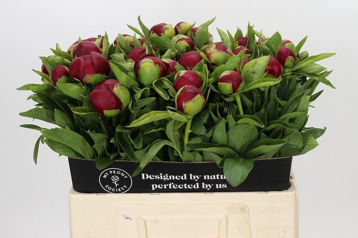 <h4>PAEONIA HYBR. 'RED CHARM'</h4>