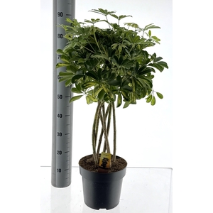 SCHEF AR GOLD CAPELL