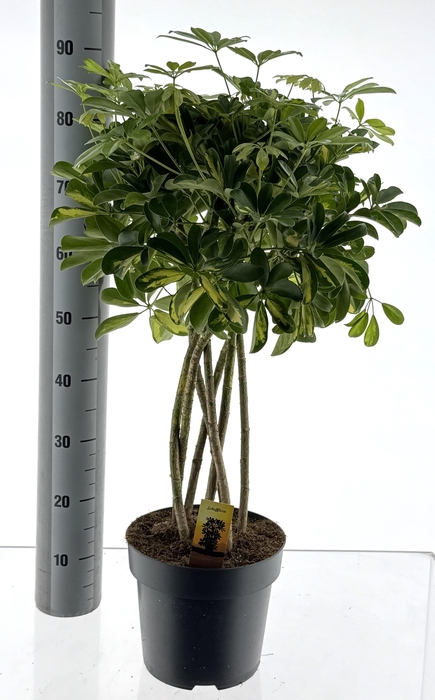 <h4>SCHEF AR GOLD CAPELL</h4>