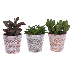 Succulenten mix Ø12cm in Ø14cm Ceramic Pot Maya