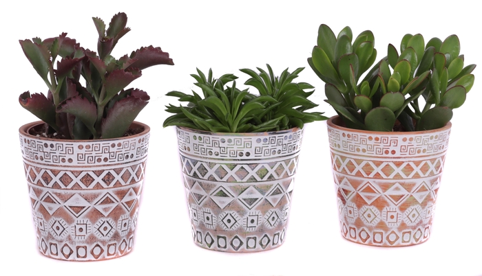 <h4>Succulenten mix Ø12cm in Ø14cm Ceramic Pot Maya</h4>