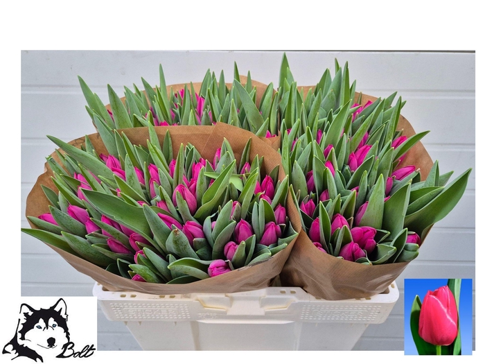 <h4>TU EN PINK ARDOUR</h4>