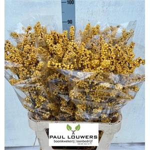 Ilex Ve Mag Citronel