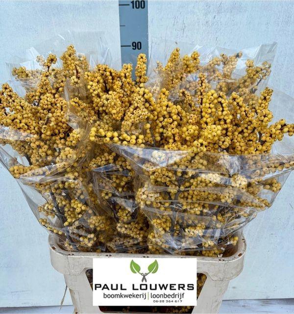 <h4>Ilex Ve Mag Citronel</h4>