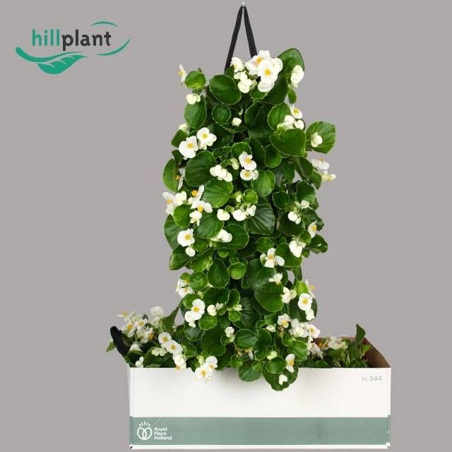 <h4>BEGO SE VOL WHITE</h4>