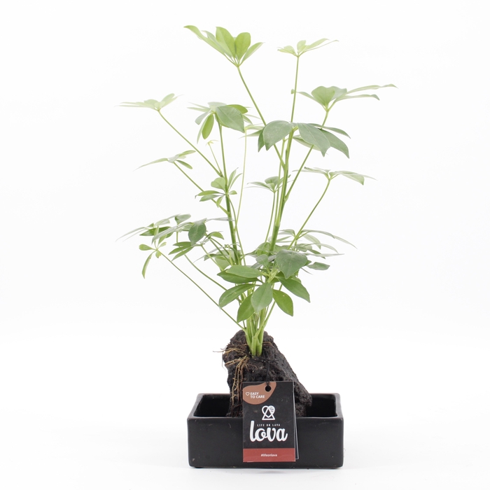 <h4>Lova Schefflera</h4>