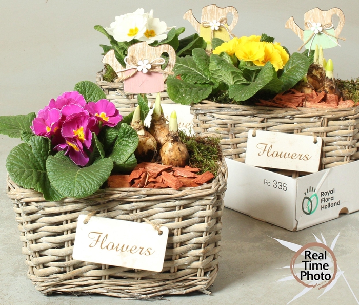 <h4>ARR TUINPLANTEN</h4>