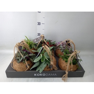 Planten Groen   ...mix  5