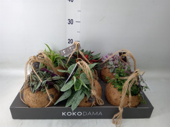 <h4>Planten Groen   ...mix  5</h4>