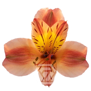 ALSTR ORANGE QUEEN Tessa