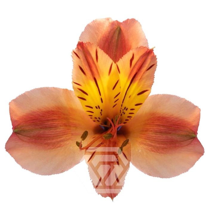 <h4>ALSTR ORANGE QUEEN Tessa</h4>