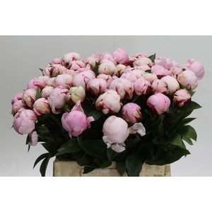Paeonia Reine Hortense