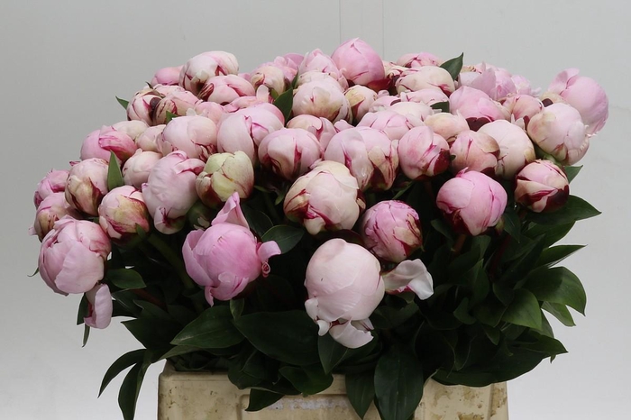 <h4>Paeonia Reine Hortense</h4>