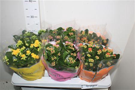 <h4>Kal Ge Gem 4 Kl</h4>