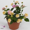 Lantana stam roze