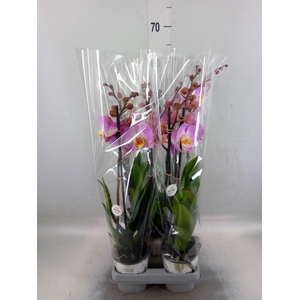 Phalaenopsis  'Ant Tampa'
