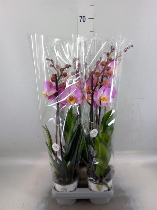 <h4>Phalaenopsis  'Ant Tampa'</h4>