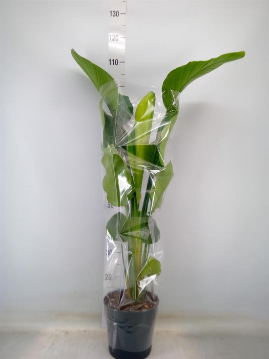 <h4>Strelitzia nicolai</h4>