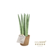 SANSEVIERIA CYLINDRICA P9 STRAIGHT COCOZ