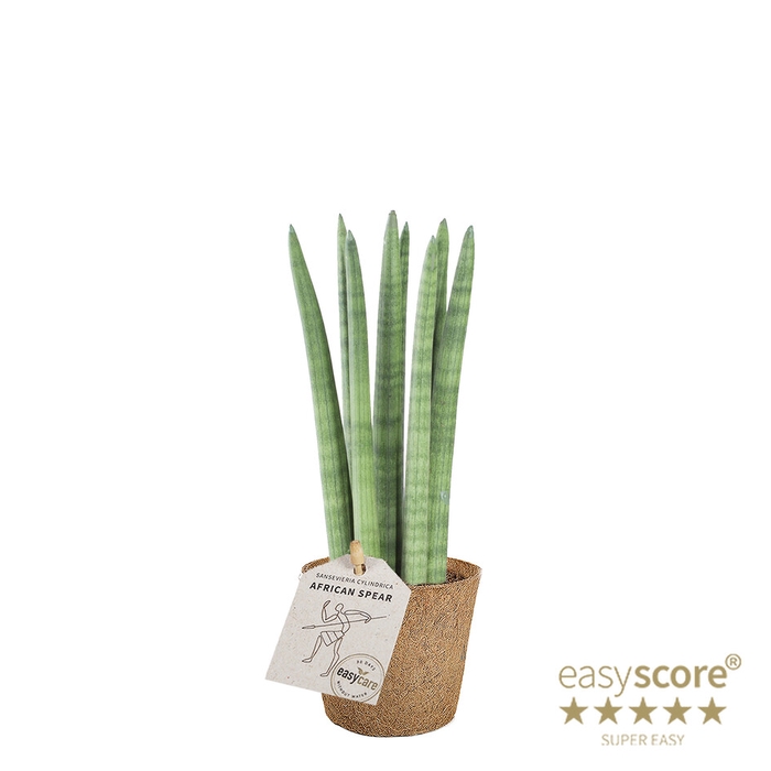 SANSEVIERIA CYLINDRICA P9 STRAIGHT COCOZ