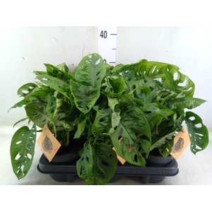 Monstera obliqua 'Monkey Mask'