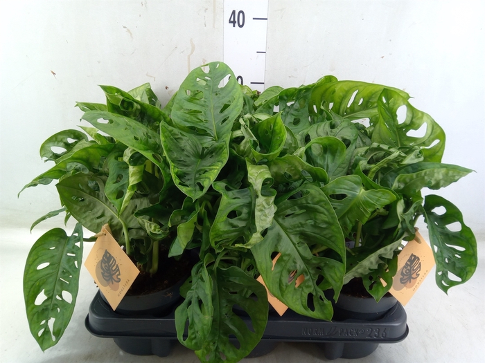 <h4>Monstera obliqua 'Monkey Mask'</h4>