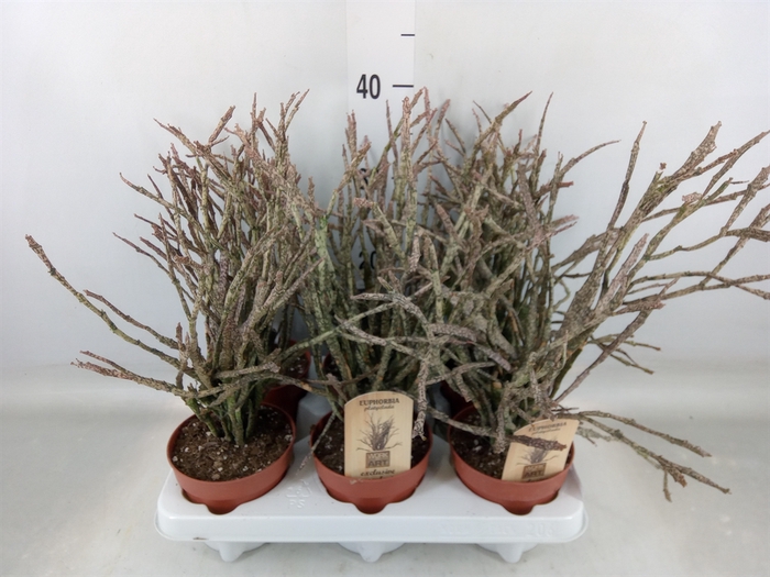 <h4>Euphorbia   ...</h4>