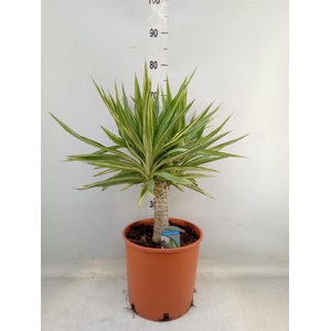 Yucca elephantipes 'Jewel'