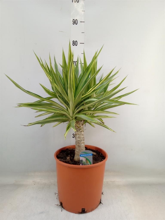 <h4>Yucca elephantipes 'Jewel'</h4>