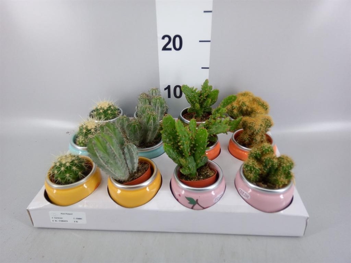 <h4>Cactus   ...mix</h4>