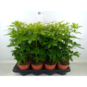 Schefflera arbor. 'Nora'