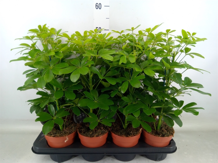 <h4>Schefflera arbor. 'Nora'</h4>