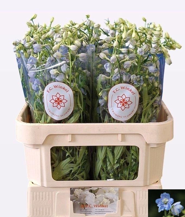 <h4>DELPH EN BALLKLEID</h4>