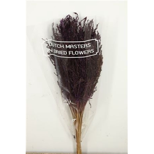 Dried Umbr. Sedge Sm. Leaf Purple Bunch