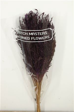 <h4>Dried Umbr. Sedge Sm. Leaf Purple Bunch</h4>