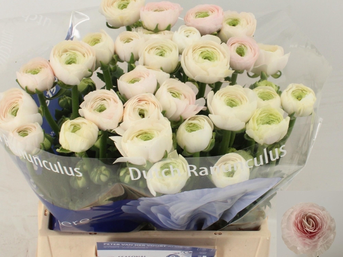 <h4>RAN SU HANOI</h4>