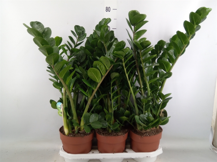 <h4>Zamioculcas zamiifolia 'Midori'</h4>