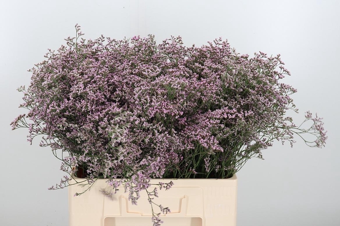 <h4>Lim Saf Oshi Pink</h4>