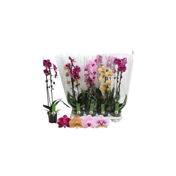 <h4>Phal El Cascade 1 Branche 6+</h4>